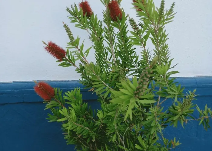 Bed and breakfast El Cielo Azul Álora